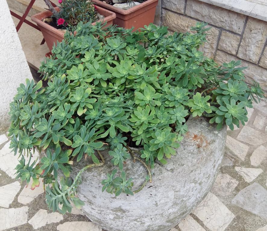 Apartments Anica Rovinj Dış mekan fotoğraf